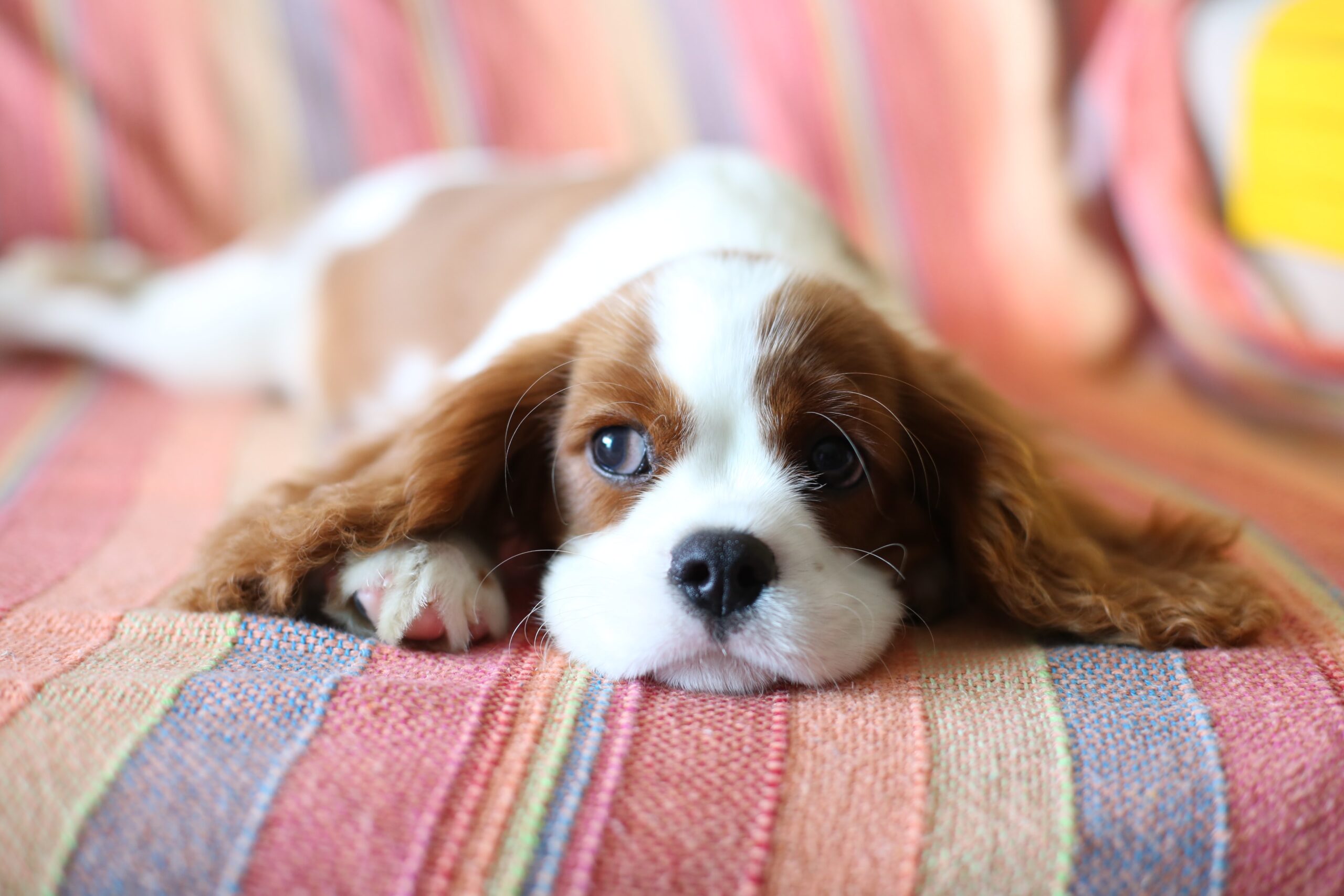 Pet-Friendly Housing Options in Singapore: What Expats Need to Know